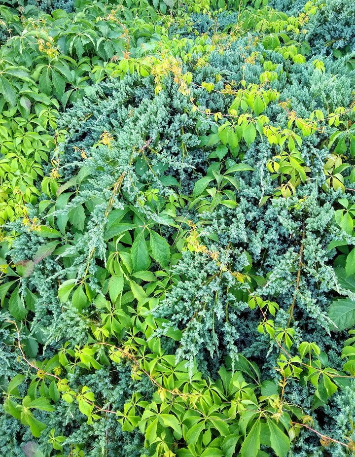 Hedges