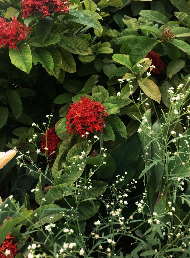 flowers