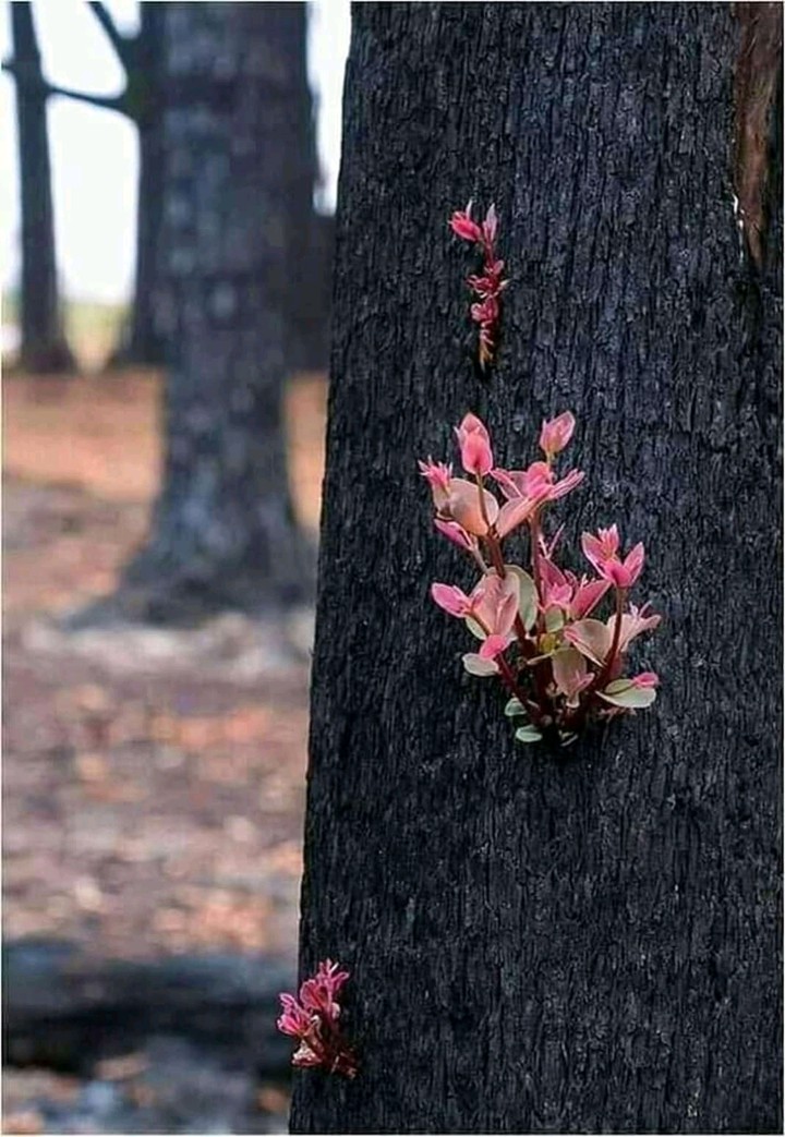 New Life after Bushfire in Australia