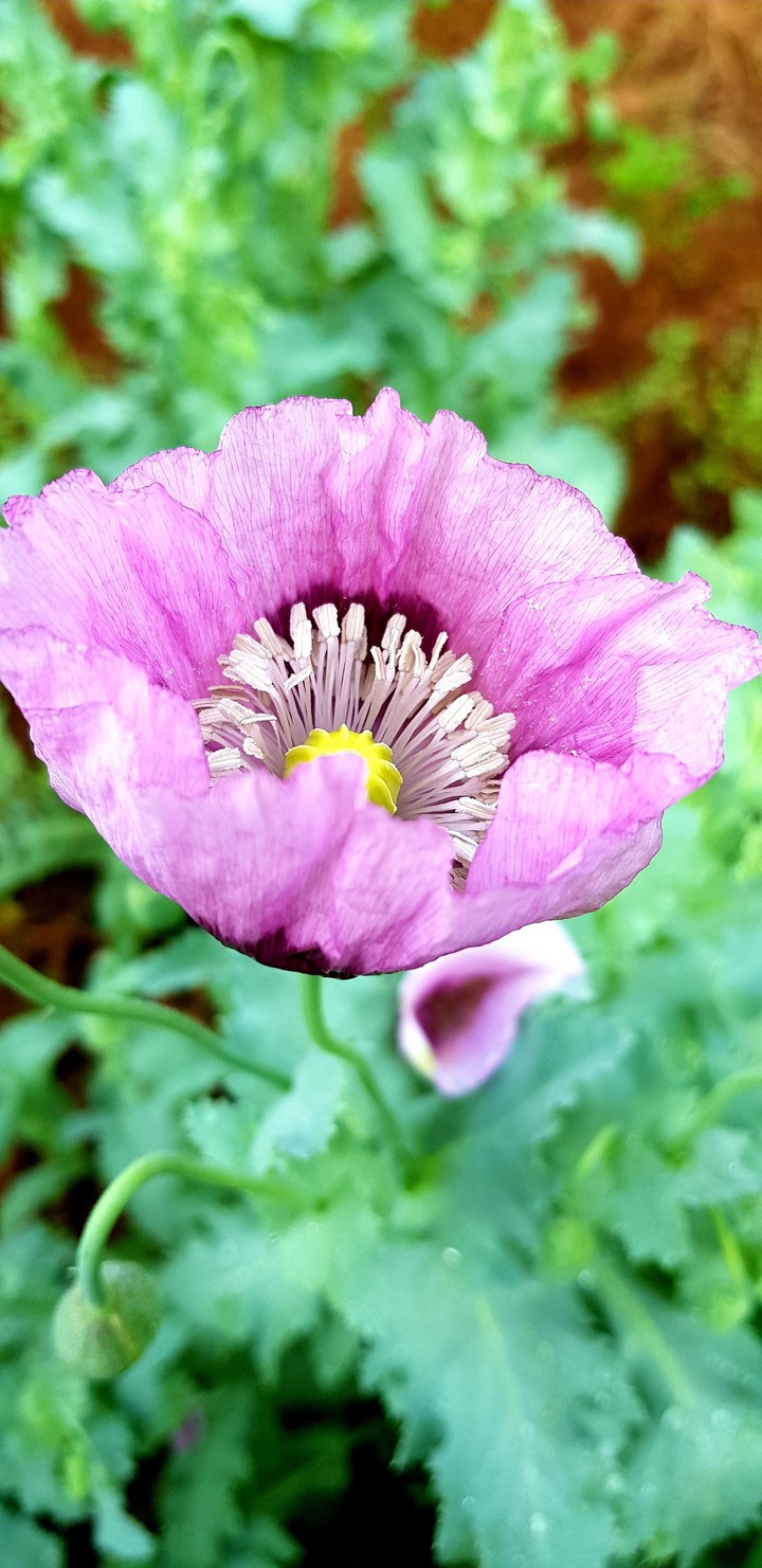 Pink mohn