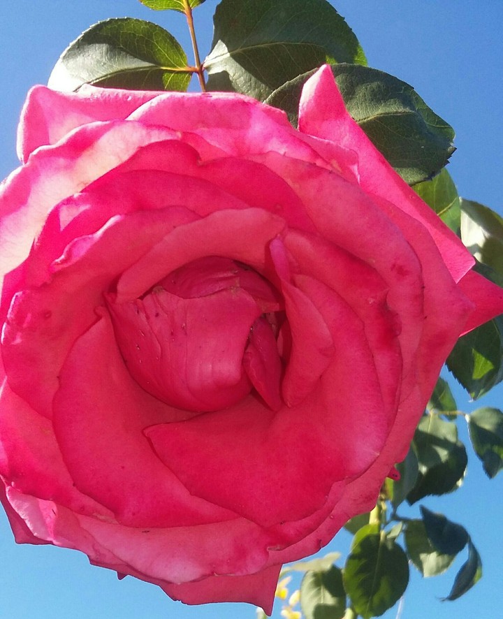rosa