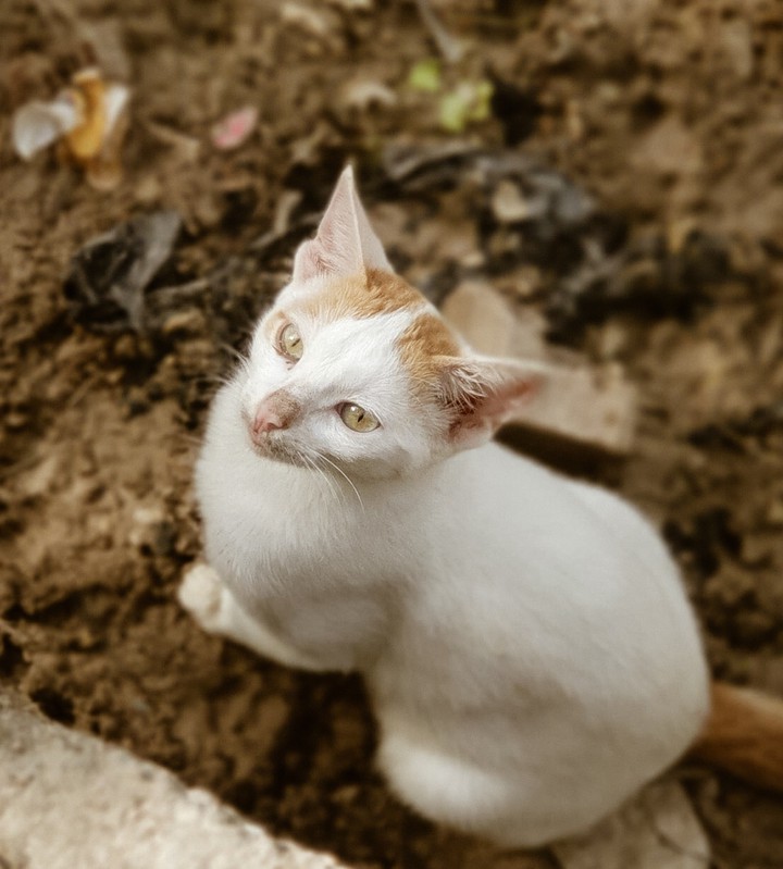 cat