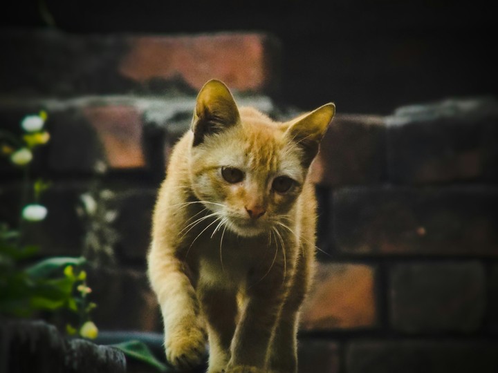 hi
