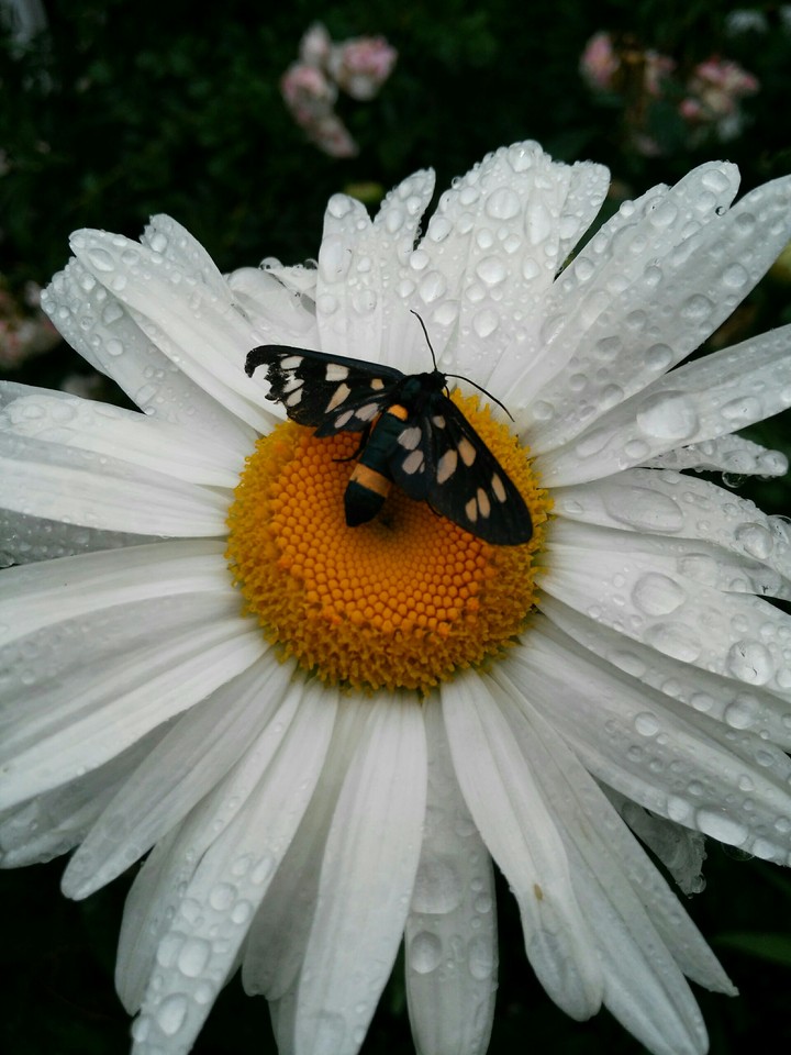 Ромашка/ chamomile