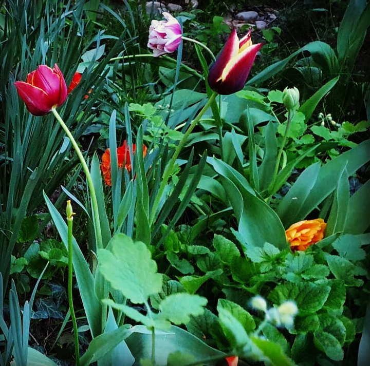 My garden