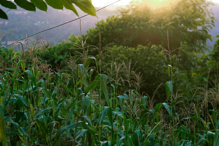 Green fields