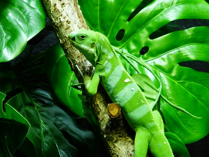Green Lizard