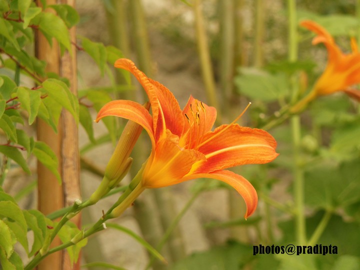 The sprout of life...lily....@Thiksey,leh