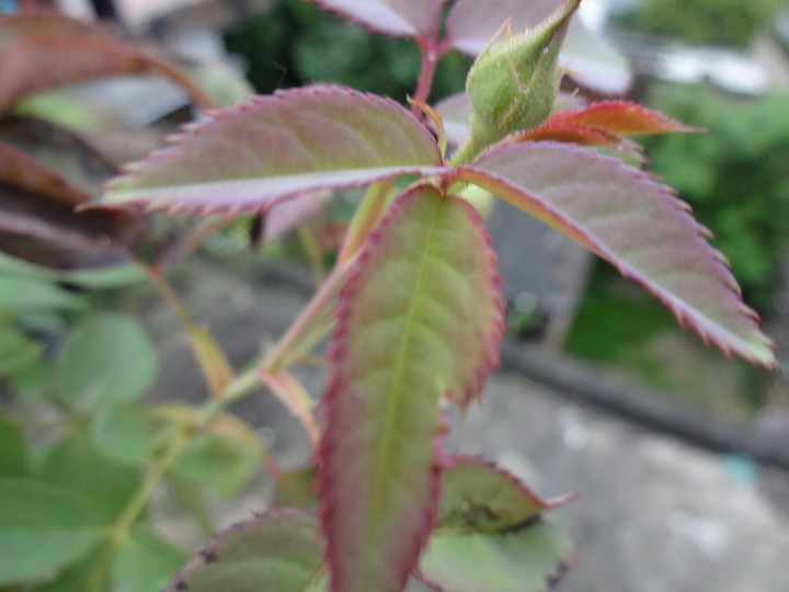 Flower Leaves