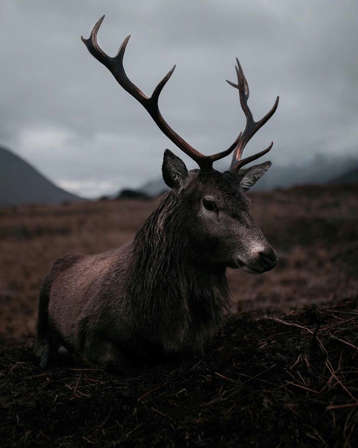 Elk / Moose