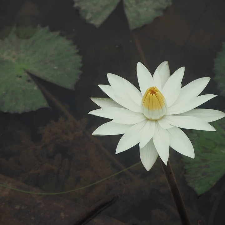 flower, water lily