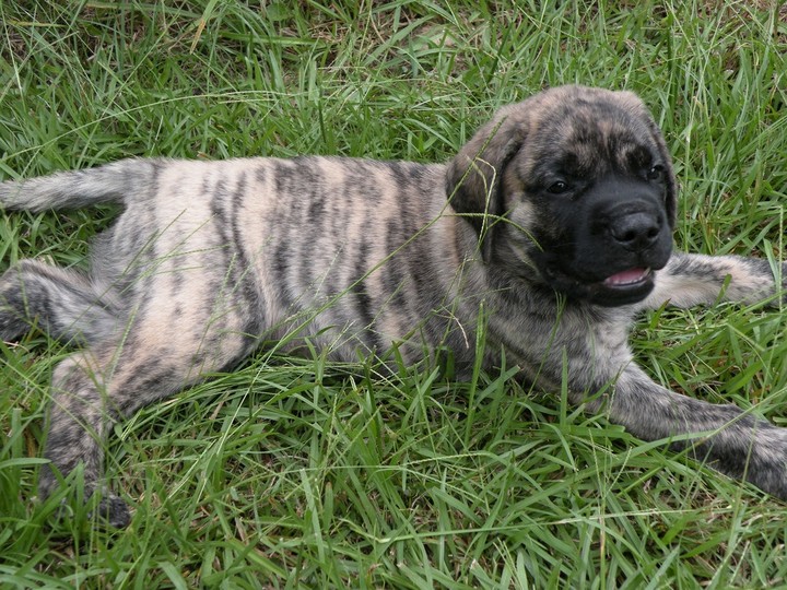 My new little puppy