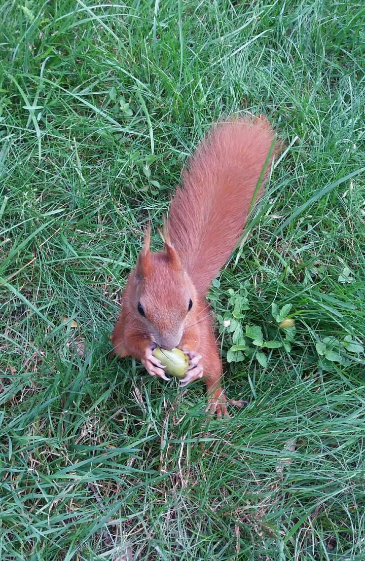 A Squirrel