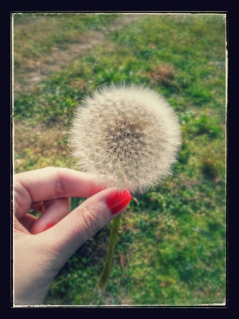 Dandelion