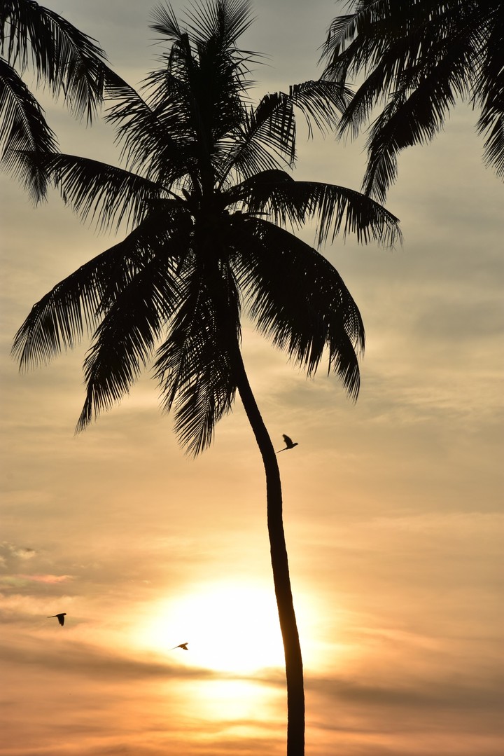 Silhouette