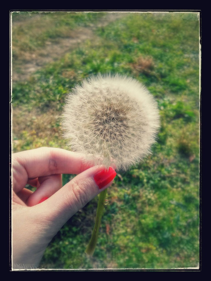 Dandelion