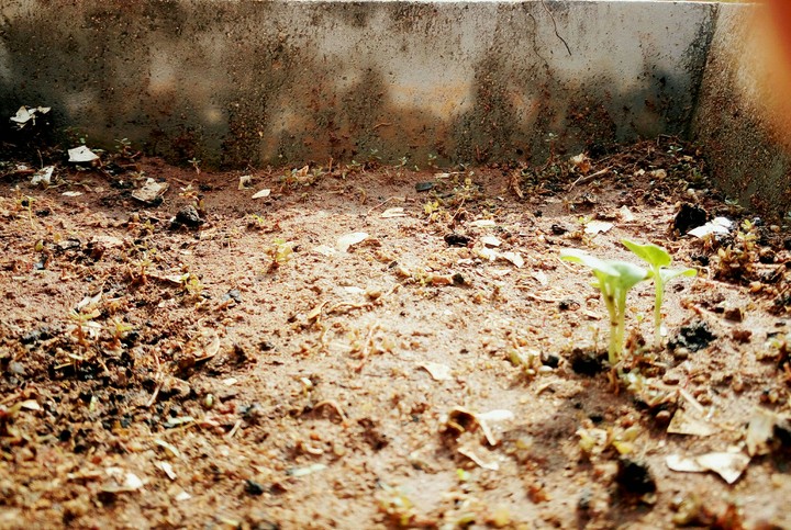 budding  ..