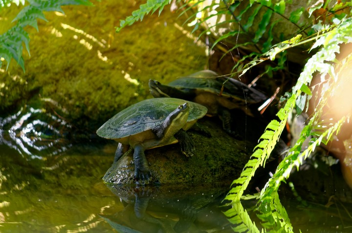 Curious Turtle