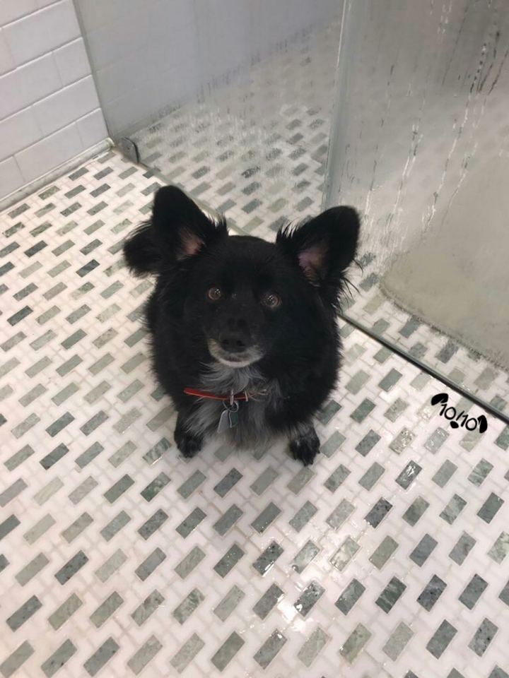 dog