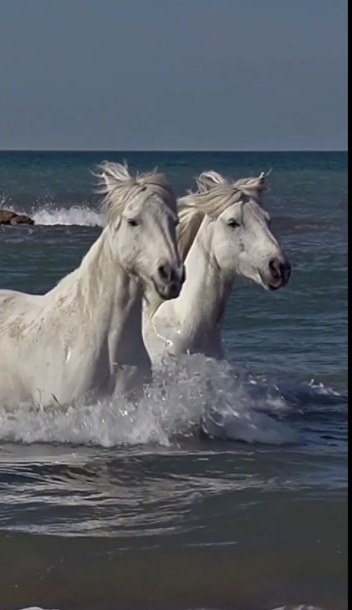 white horse