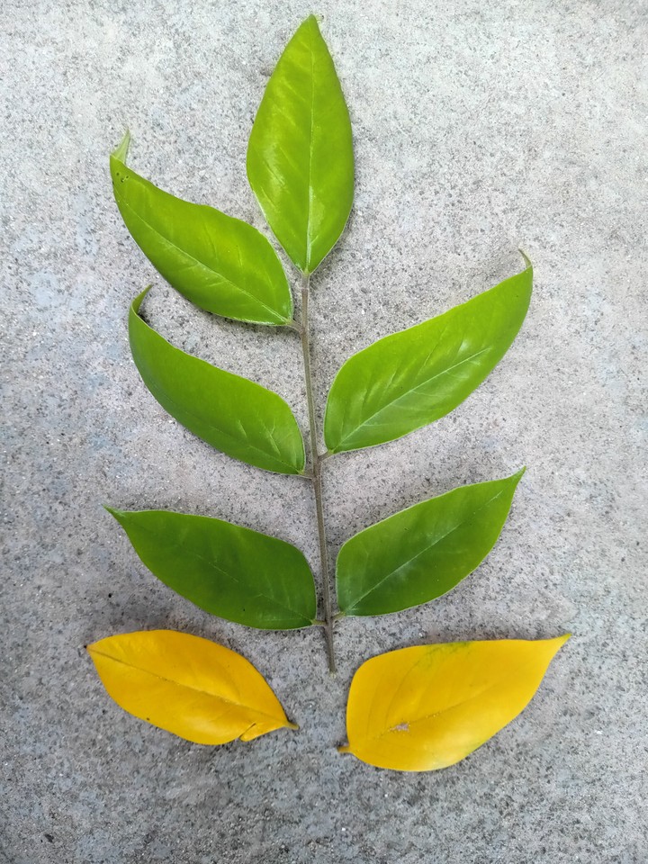 The image looks nice. Green leaves attract everyone.