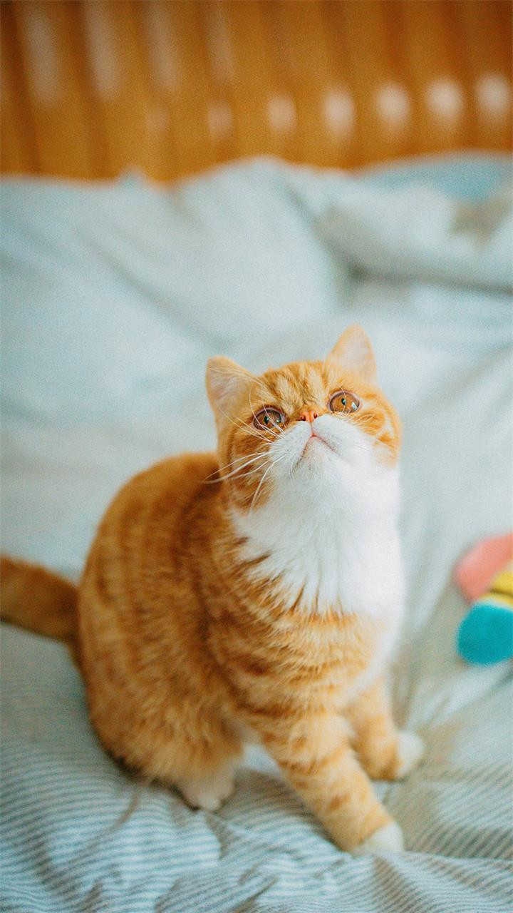super cat