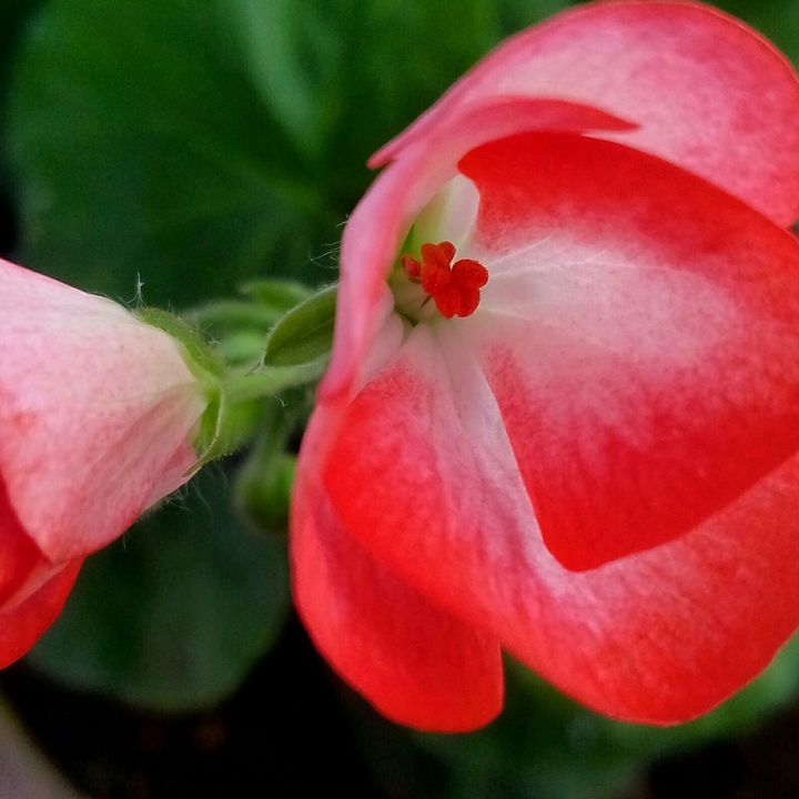 Blooming Life