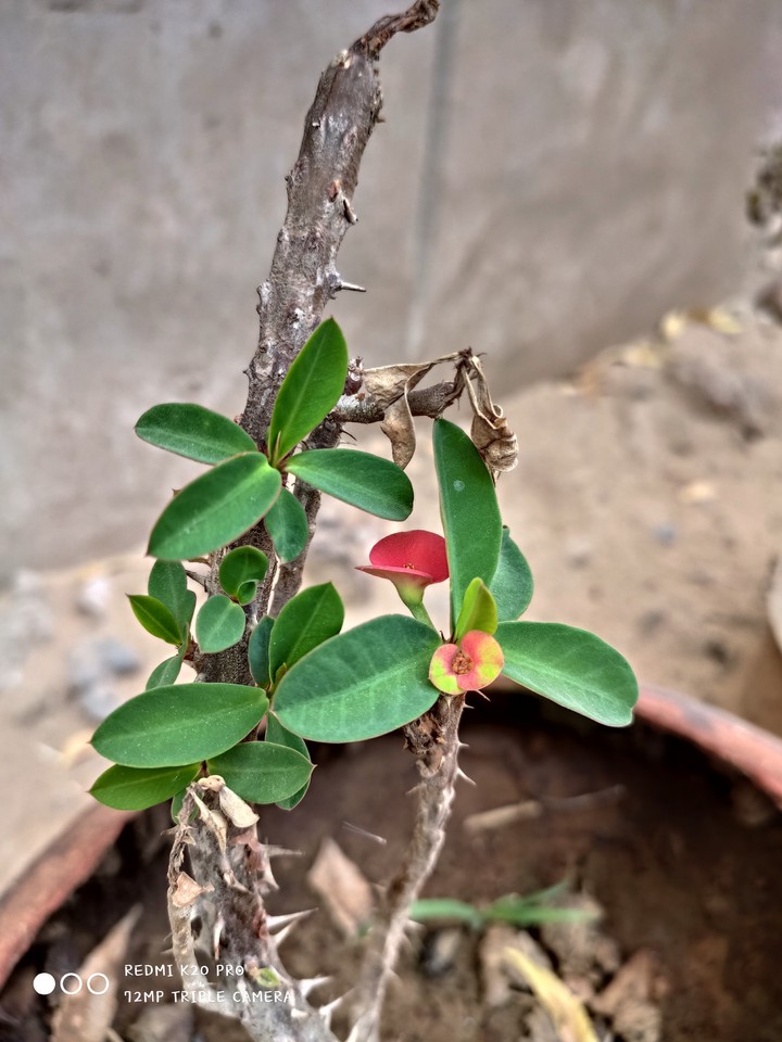 UNKNOWN PLANT