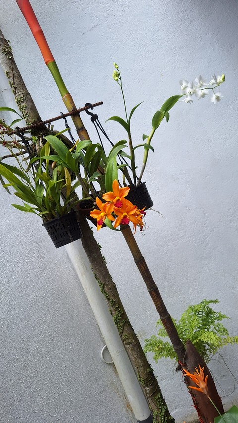 sfondi flower, petal