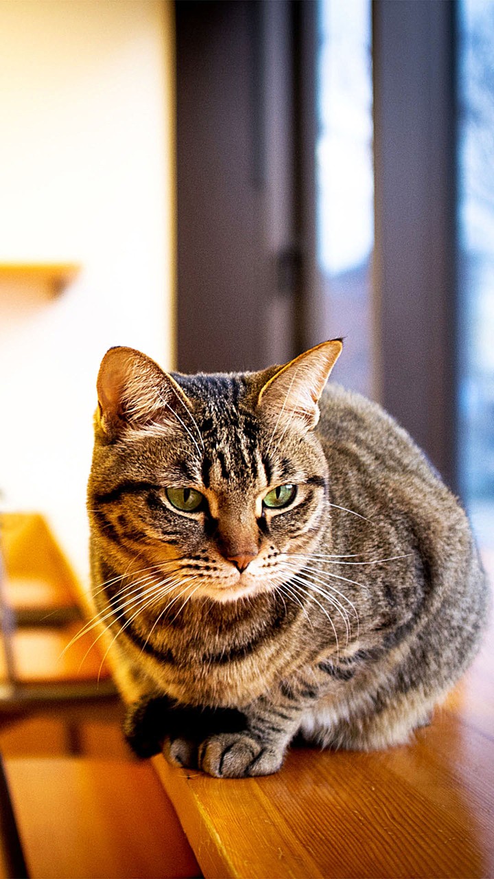 Kat