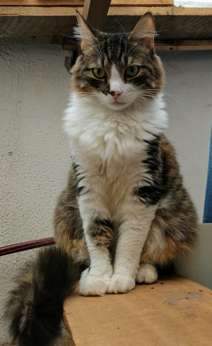 el gato Rony viéndome trabajar