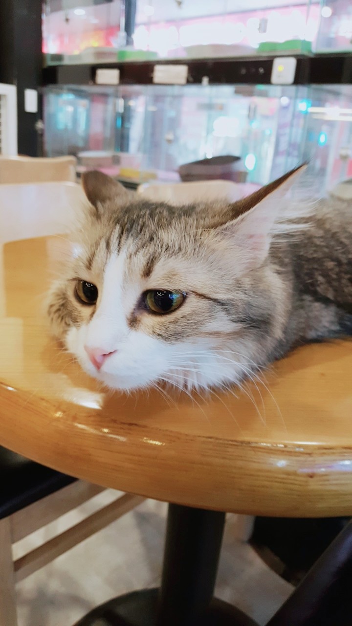 cat