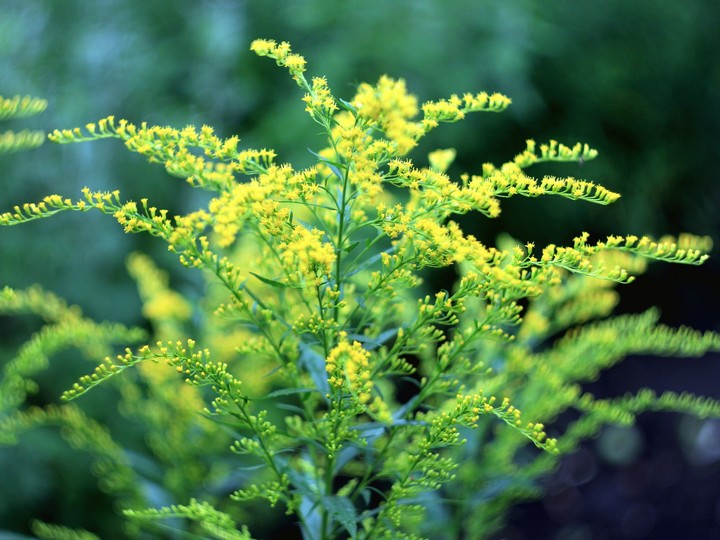 Yellow flowers