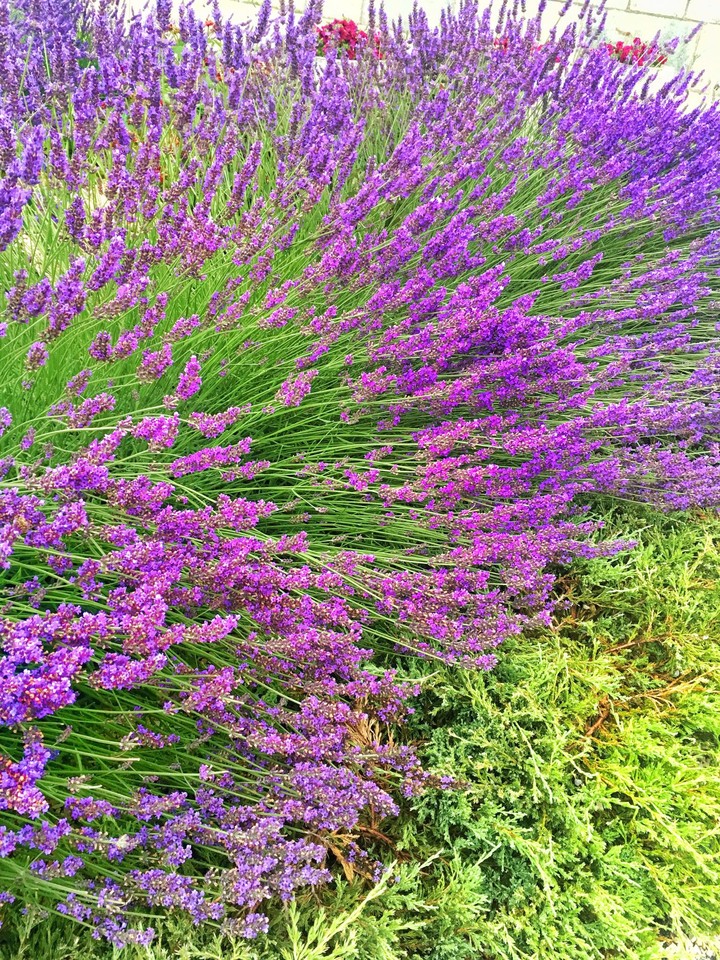 lavender