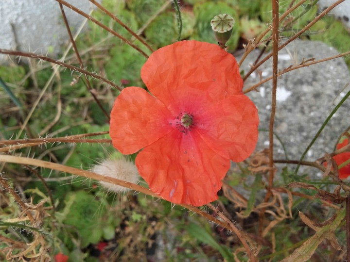 coquelicot