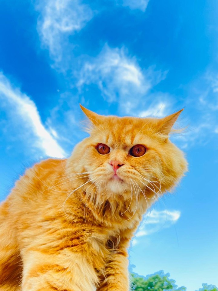 cat