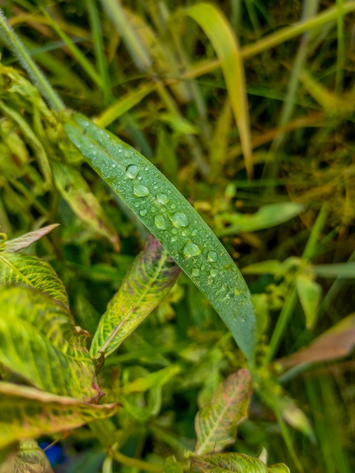 morning dew