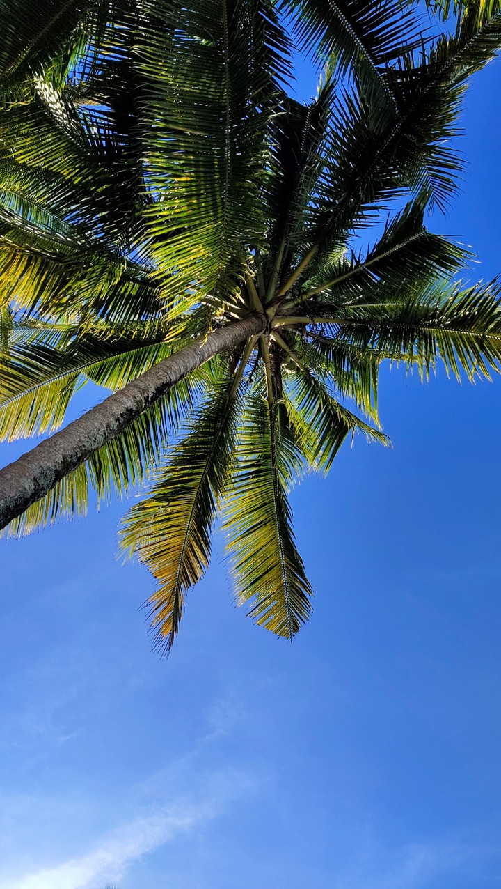 sky  , coconut .....❤