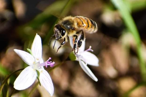 шпалери flower, honey