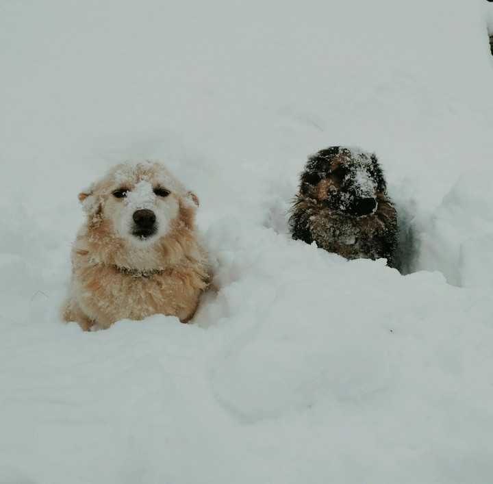 Snow and dogs