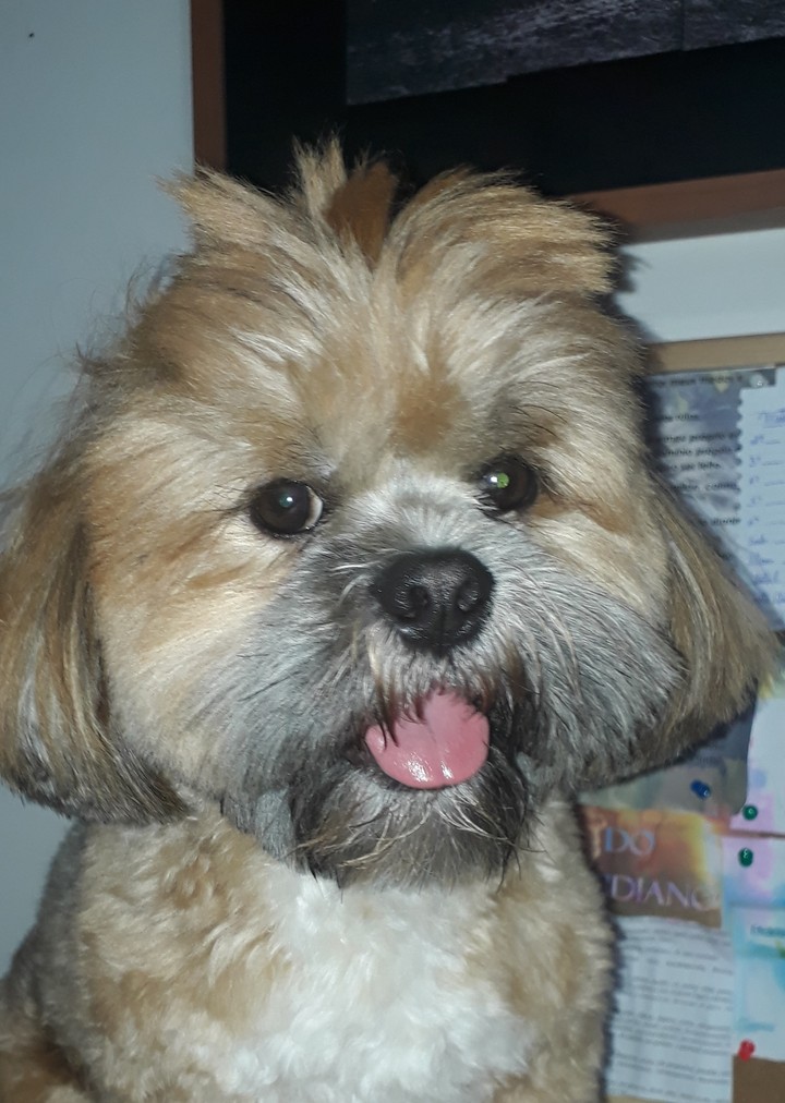 My dog