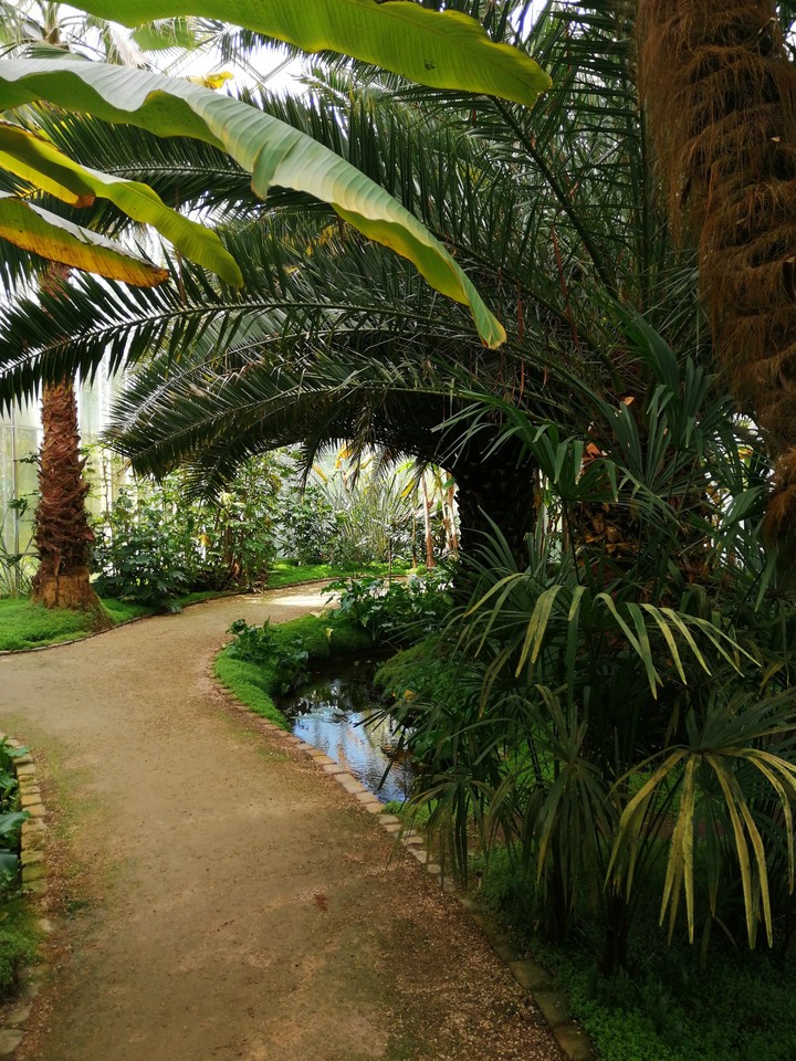 garden