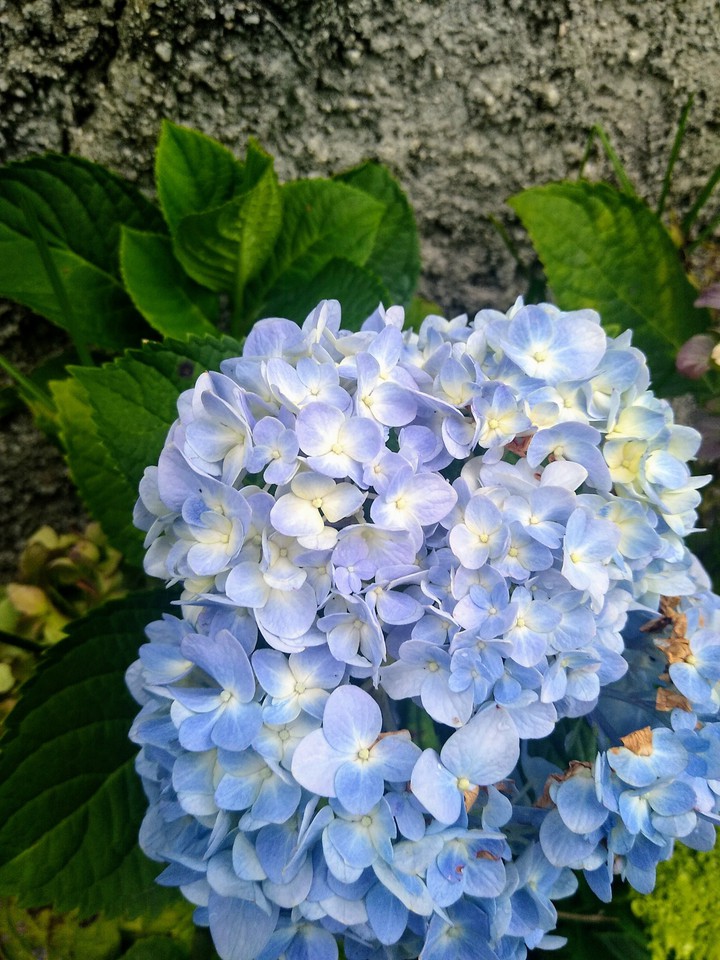 blue