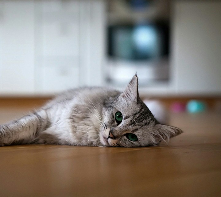cat