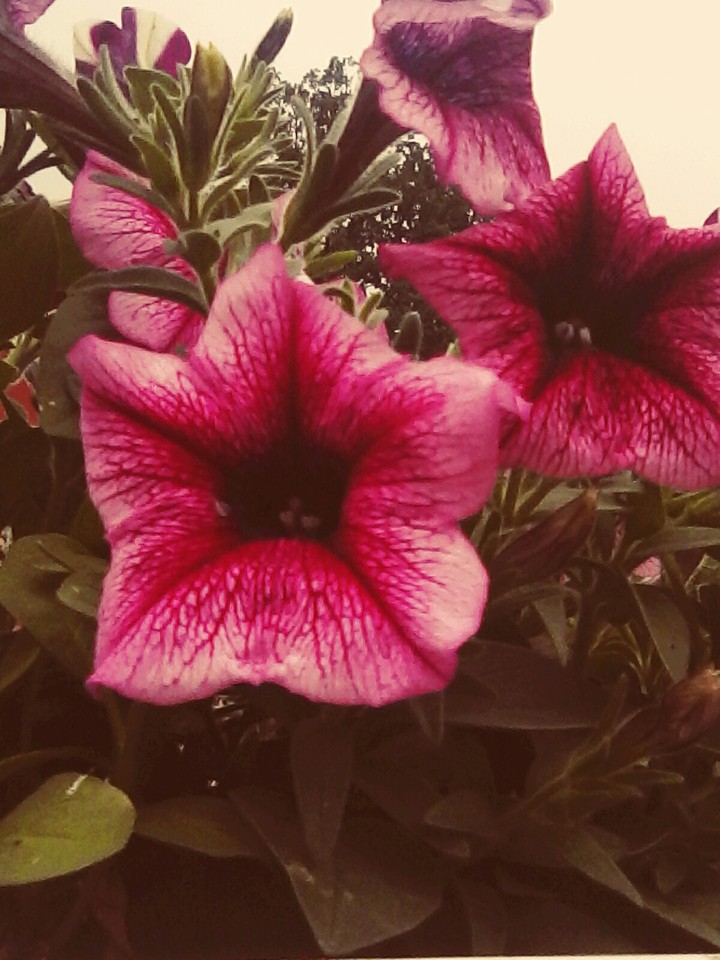 my flower
