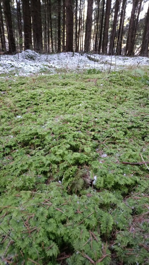 ταπετσαρίες biome, plant