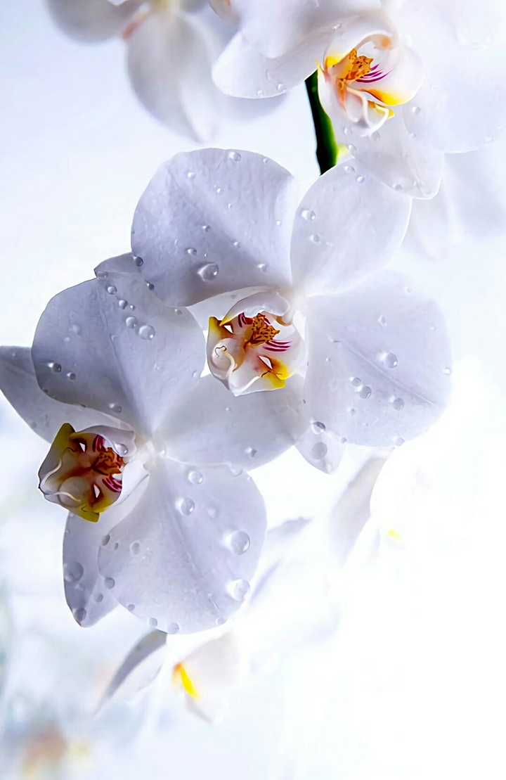 White Flowers