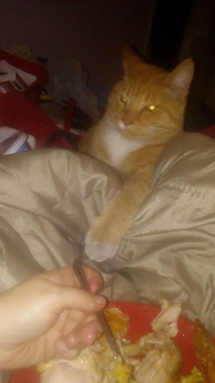 He WANTED MY THANKSGIVING FOOD!! LOOK AT THAT PAW!!