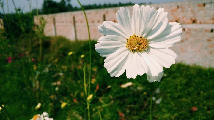 Flower is love