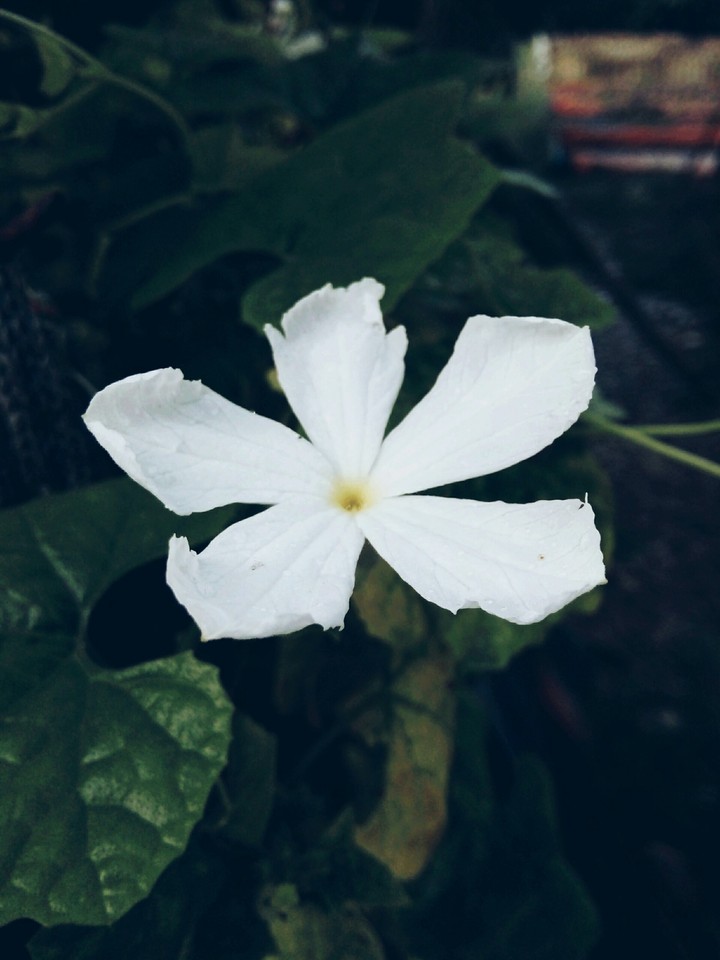 flower.